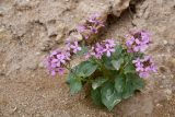 genus Spryginia. Цветущее растение. Таджикистан, Хатлонская обл., Кабодиёнский р-н, хр. Аруктау, окр. пер. Дандан-Чикан, борт русла временного водотока в переполненных окаменевшими раковинами и гипсом пестроцветах. 18 апреля 2025 г.
