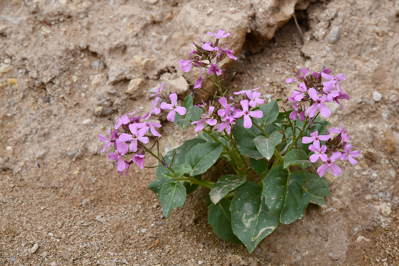 Изображение особи Spryginia crassifolia.