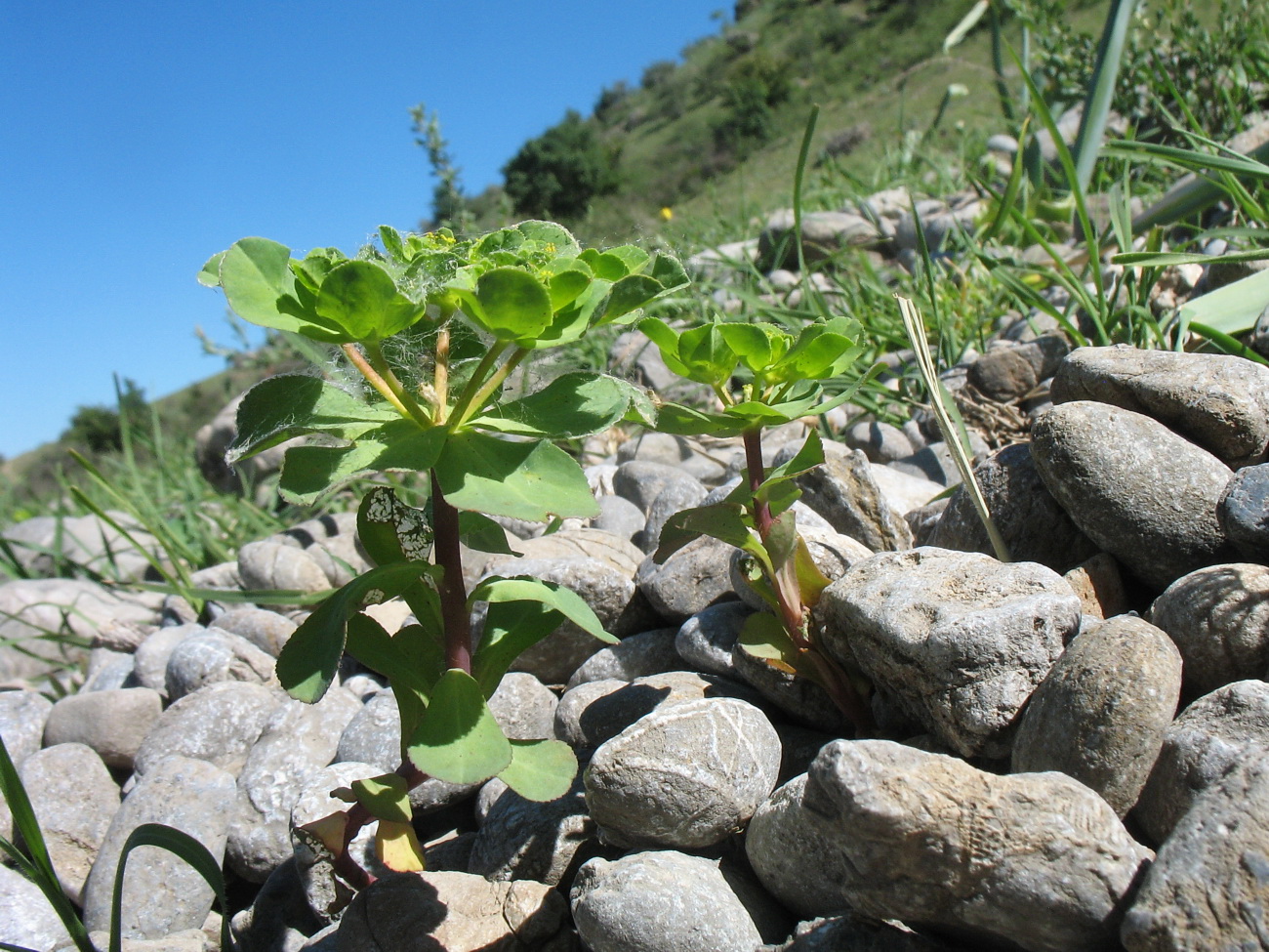Image of Euphorbia helioscopia specimen.