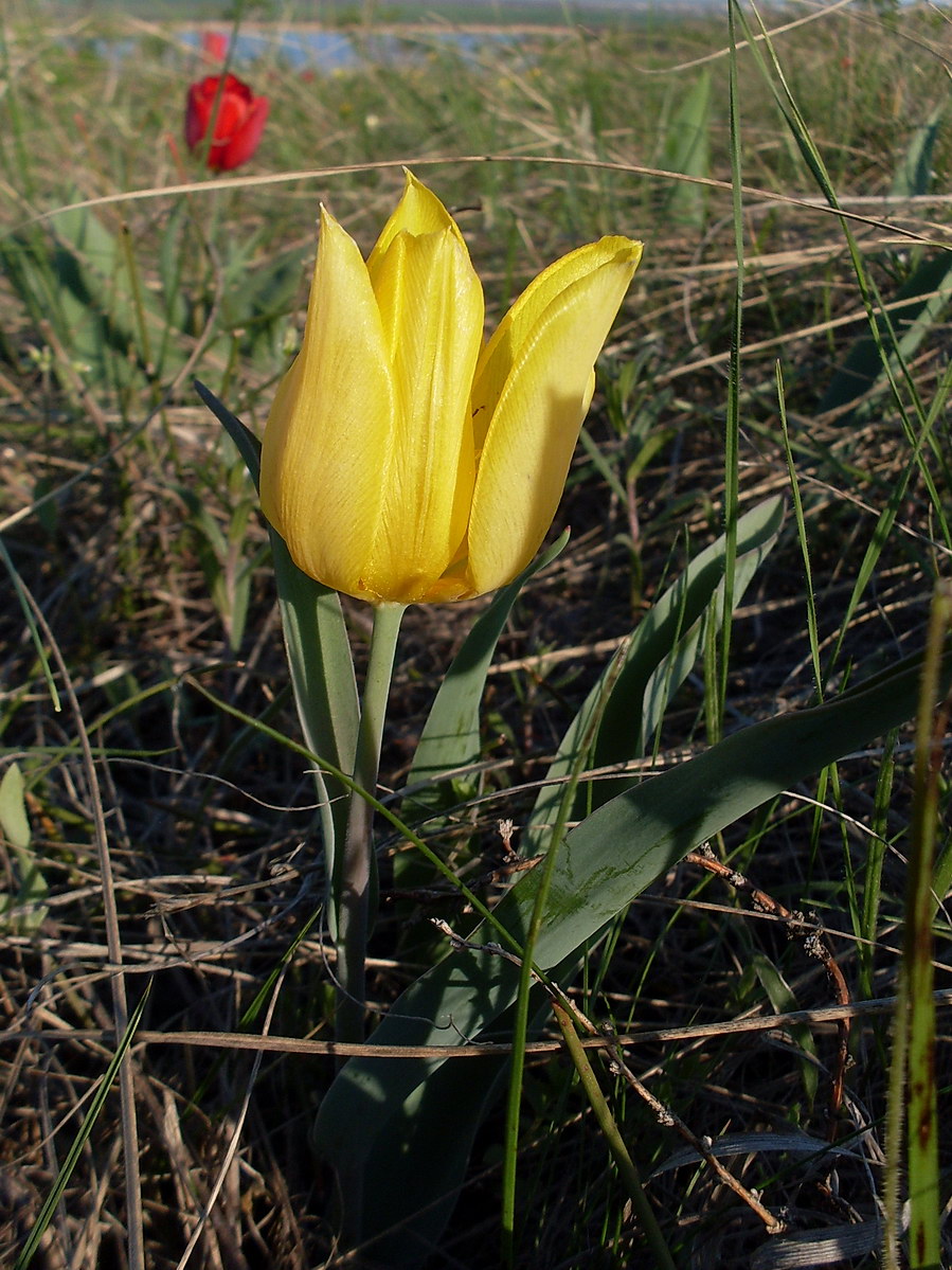 Image of Tulipa suaveolens specimen.