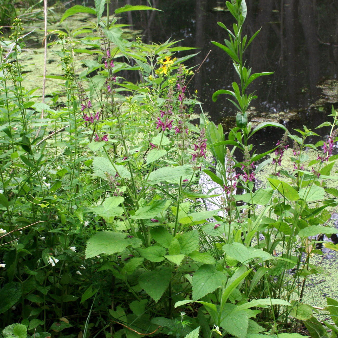 Image of Stachys sylvatica specimen.