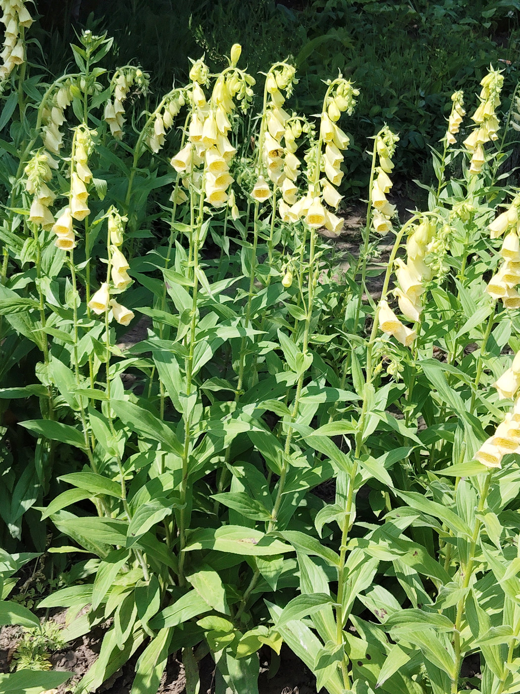 Image of Digitalis grandiflora specimen.