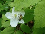 Anemone udensis. Цветок с кормящимся Brachyta sachalinensis и верхушками листьев. Хабаровский край, г. Комсомольск-на-Амуре, Силинский лесопарк, лиственный лес с преобладанием берёзы (Betula), обочина лесной дороги. 01.06.2025.