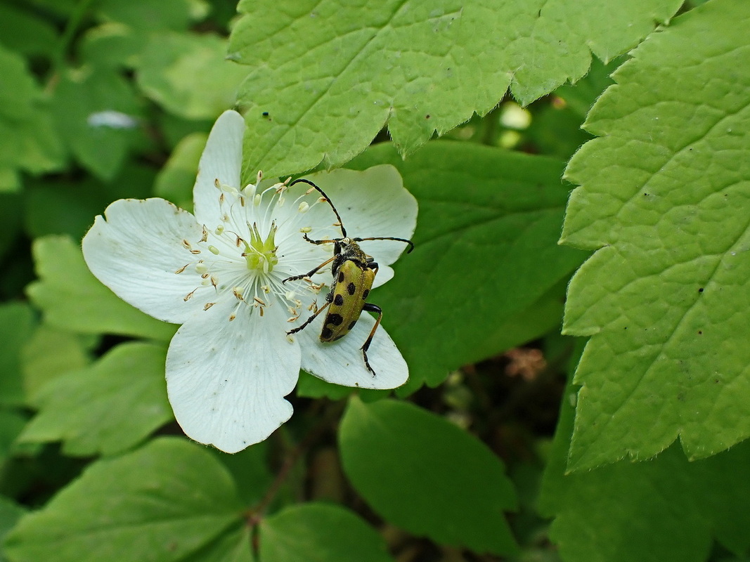 Image of Anemone udensis specimen.
