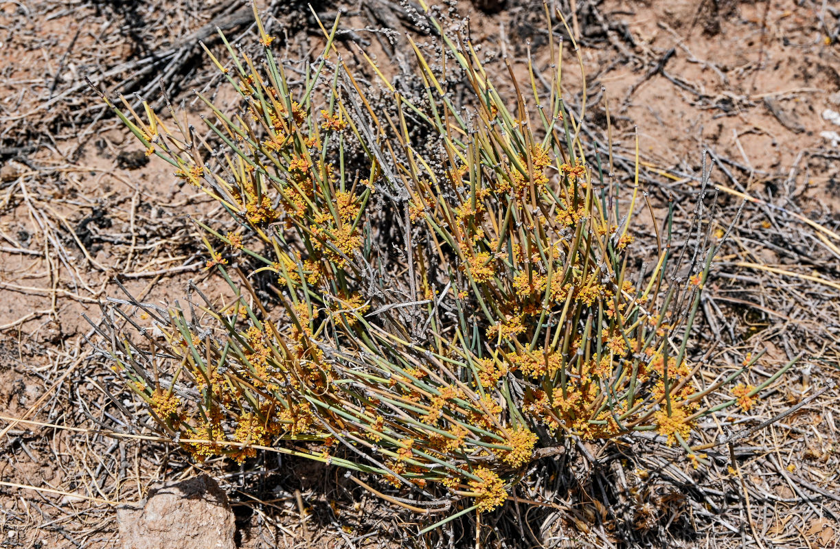 Image of Ephedra dahurica specimen.