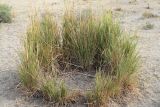 Erianthus ravennae