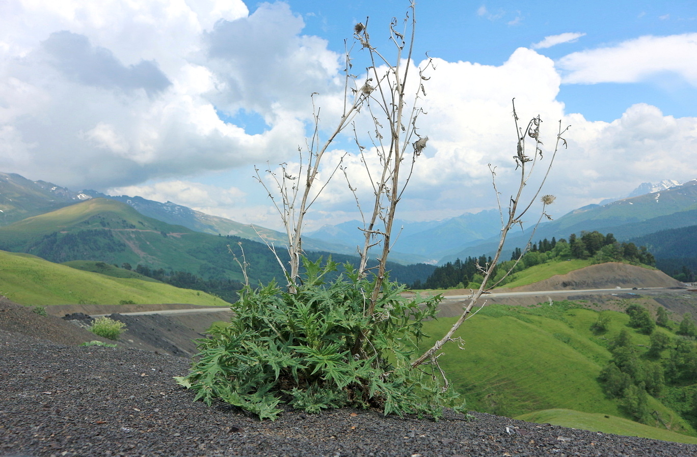 Изображение особи род Cirsium.