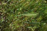 Hordeum murinum. Верхушки побегов с соплодиями(?). Турция, ил Агры, подножие горы Арарат, окр. с. Демиртепе, выс. ок. 1520 м н.у.м., берег оз. Шейхли, степь. 20 мая 2025 г.