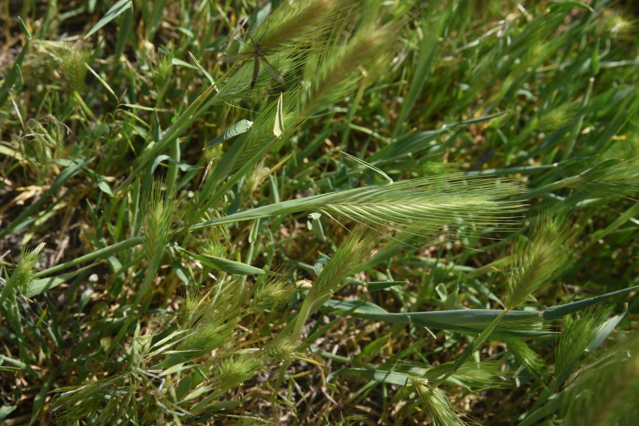 Image of Hordeum murinum specimen.