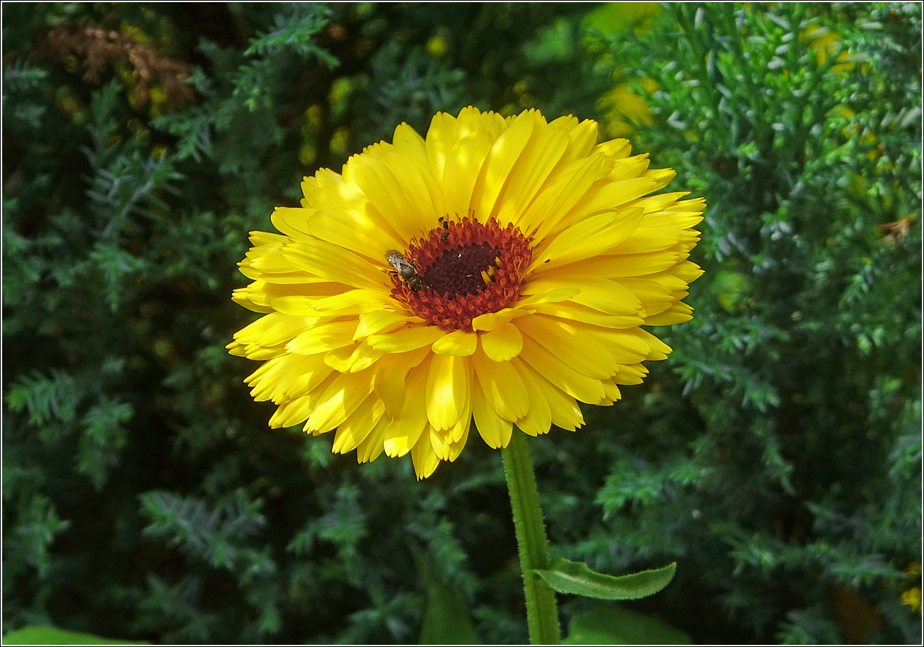 Image of Calendula officinalis specimen.