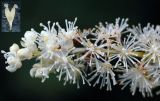 Cimicifuga dahurica
