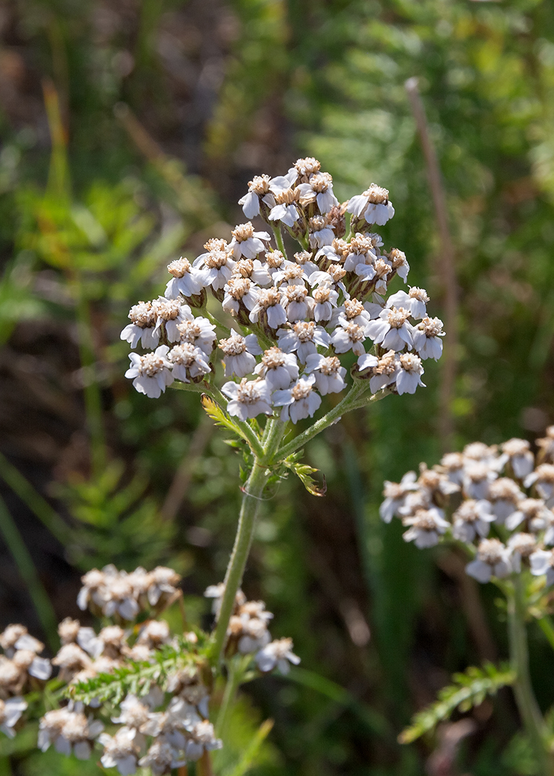 Изображение особи род Achillea.