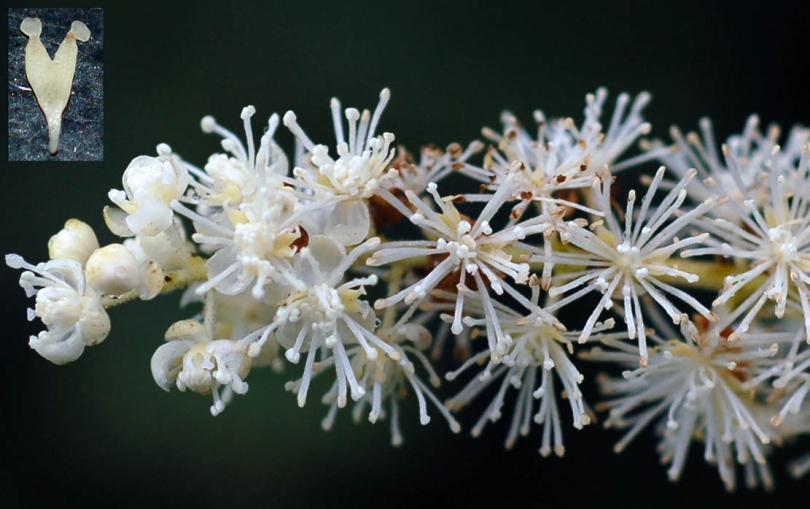 Image of Cimicifuga dahurica specimen.