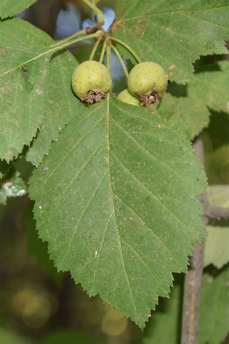 Image of Crataegus macracantha specimen.