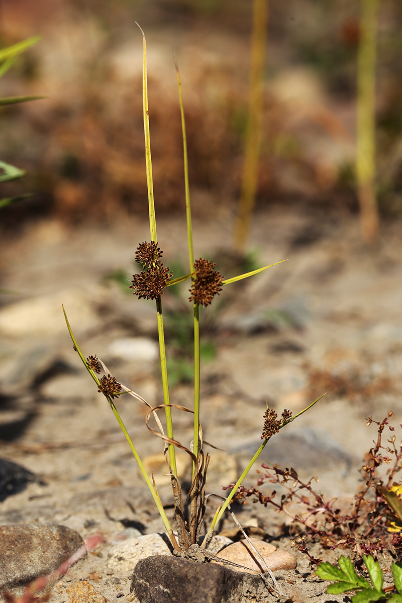 Изображение особи Cyperus difformis.