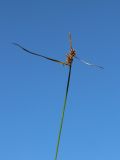 Смотреть изображение Carex flava