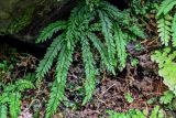 Adiantum hispidulum