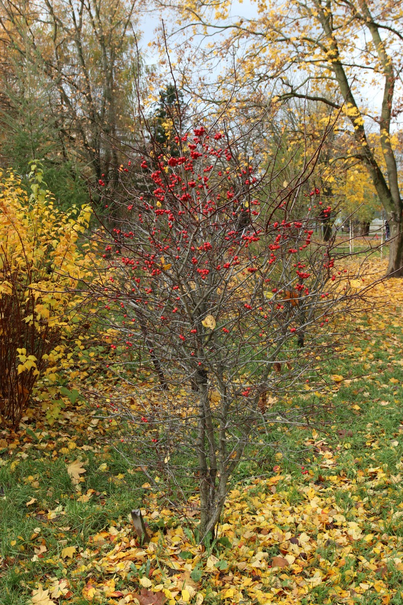 Изображение особи Crataegus persimilis.