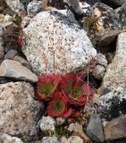 Image of taxon representative. Author is Юрий Емельянов