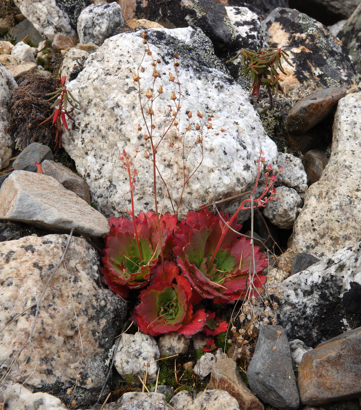 Image of genus Micranthes specimen.