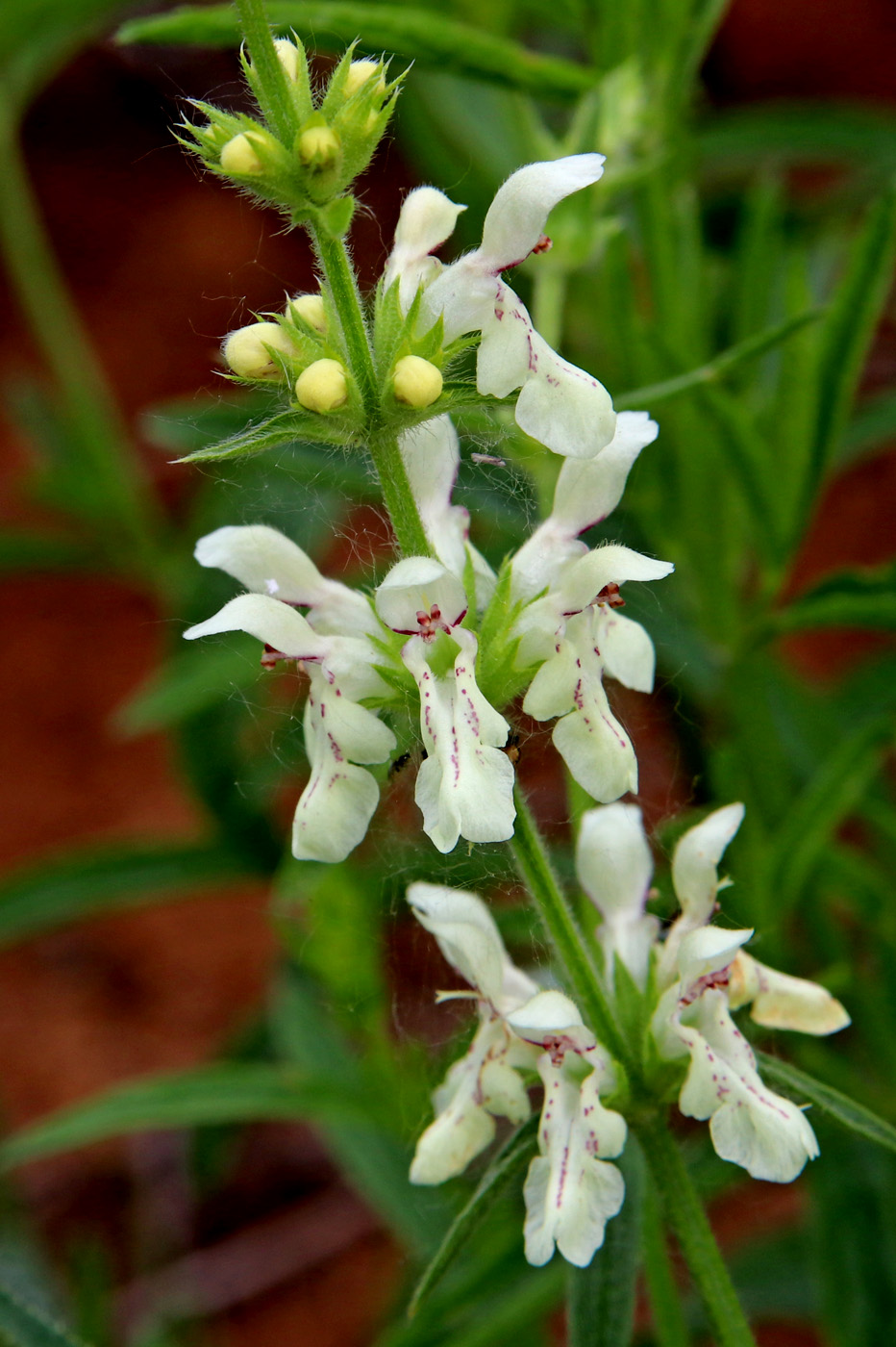 Image of Stachys recta specimen.