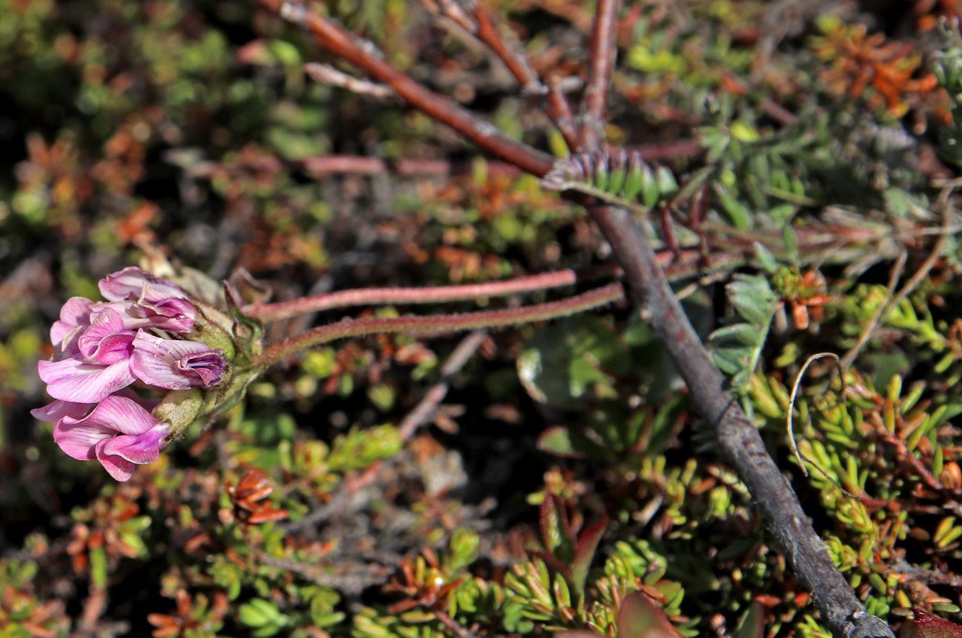Image of Oxytropis sordida specimen.