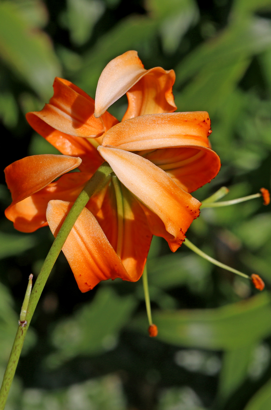 Image of Lilium henryi specimen.
