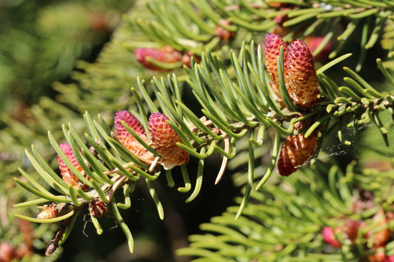 Image of Picea abies specimen.