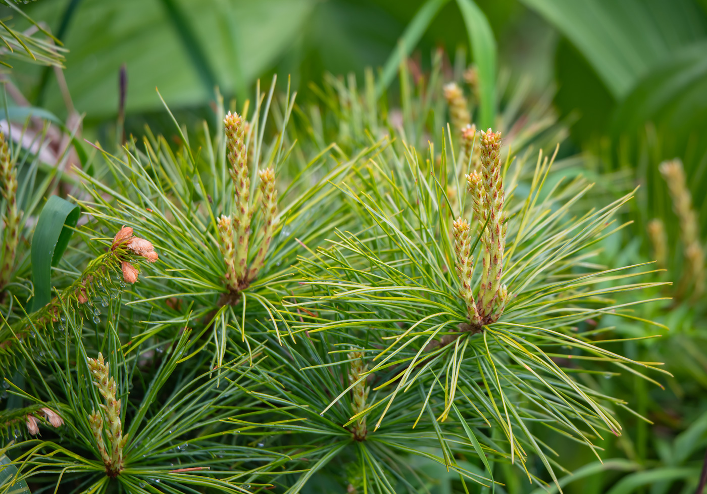 Image of Pinus koraiensis specimen.