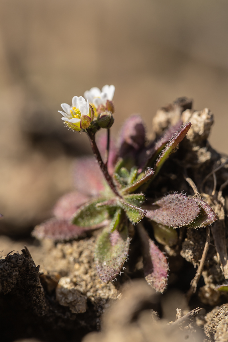 Изображение особи Erophila verna.