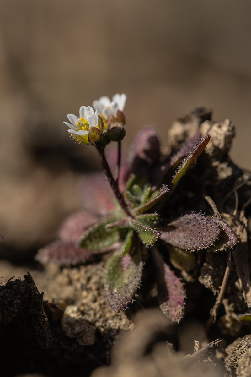 Image of Erophila verna specimen.