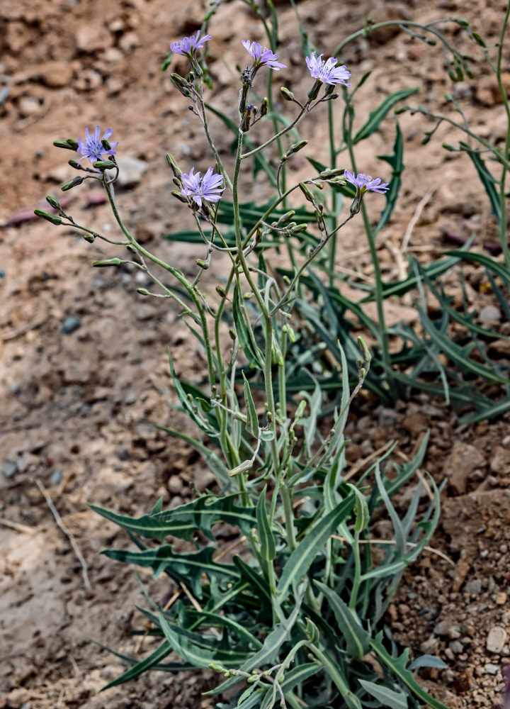 Image of Lactuca tatarica specimen.