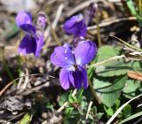 Viola suavis. Цветок с повреждённым лепестком. Республика Адыгея, Майкопский р-н, с.-з. край карьера компании \"Волма\", луг. 31 марта 2026 г.