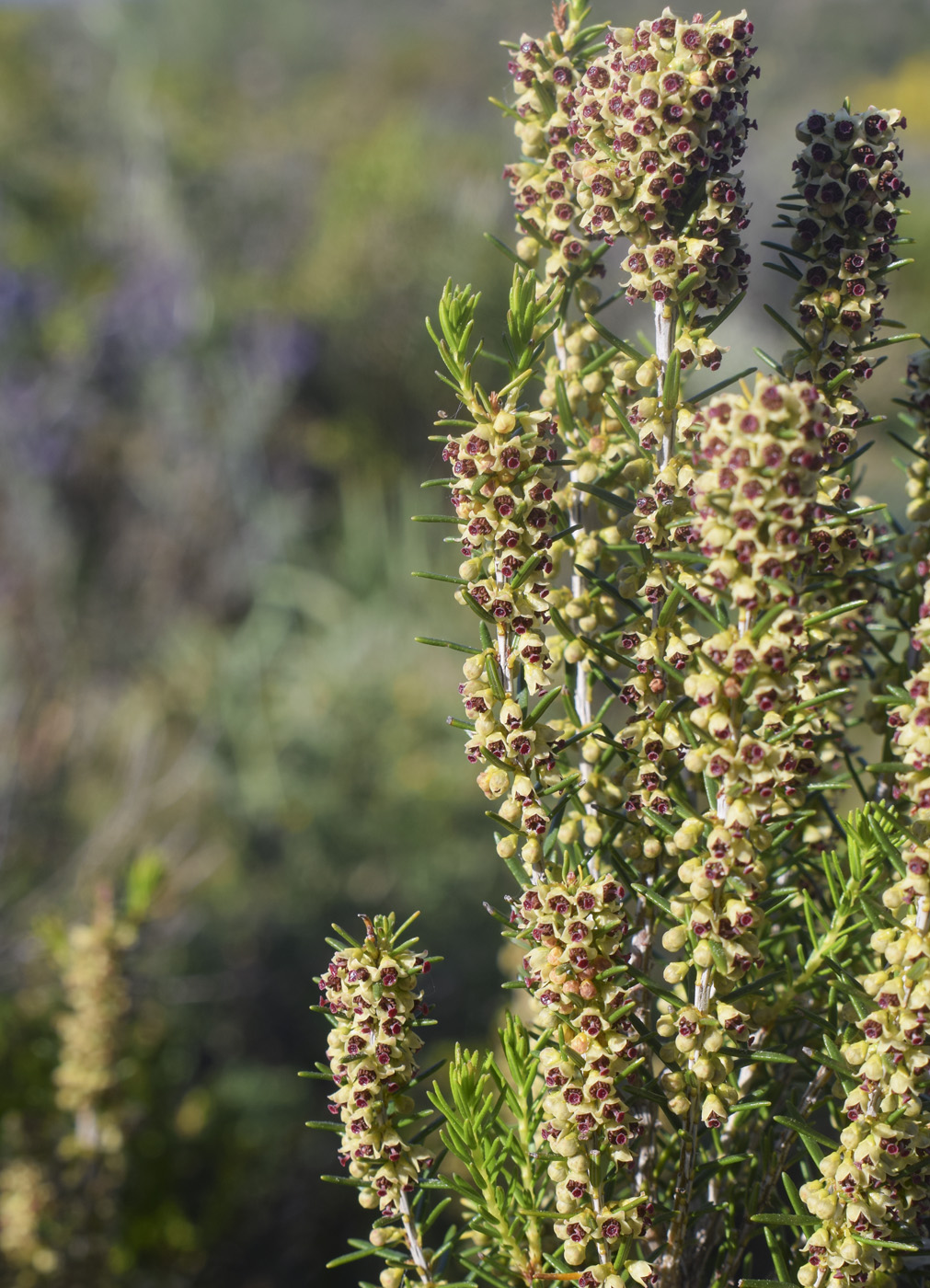 Image of Erica scoparia specimen.