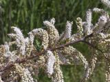 Tamarix africana. Часть ветви с соцветиями. Испания, Каталония, пров. Жирона, комарка Баш Эмпорда, муниципалитет Пальс, берег оросительного канала rec del Molí de Pals. 23.04.2026.