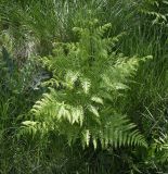 Pteridium подвид pubescens