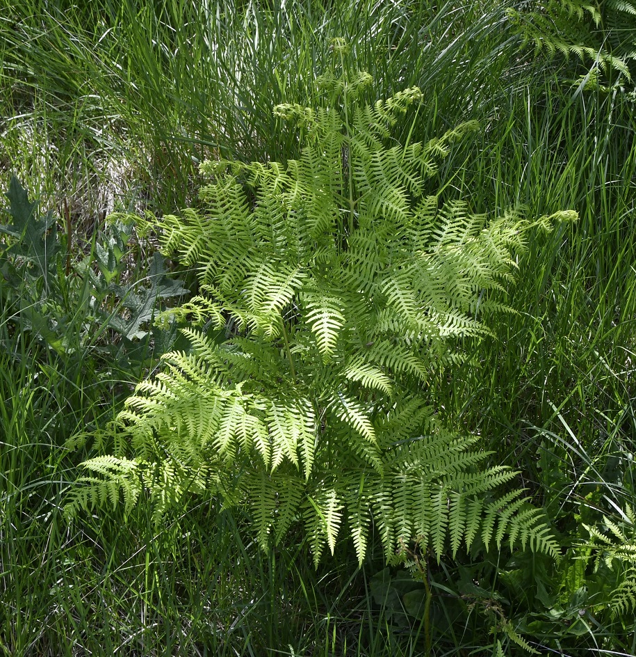 Image of Pteridium aquilinum ssp. pubescens specimen.