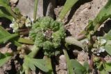 Coronopus squamatus. Соплодие и соцветия. Крым, Байдарская дол., пересохшая вымочка на пастбище. 20.06.2026.
