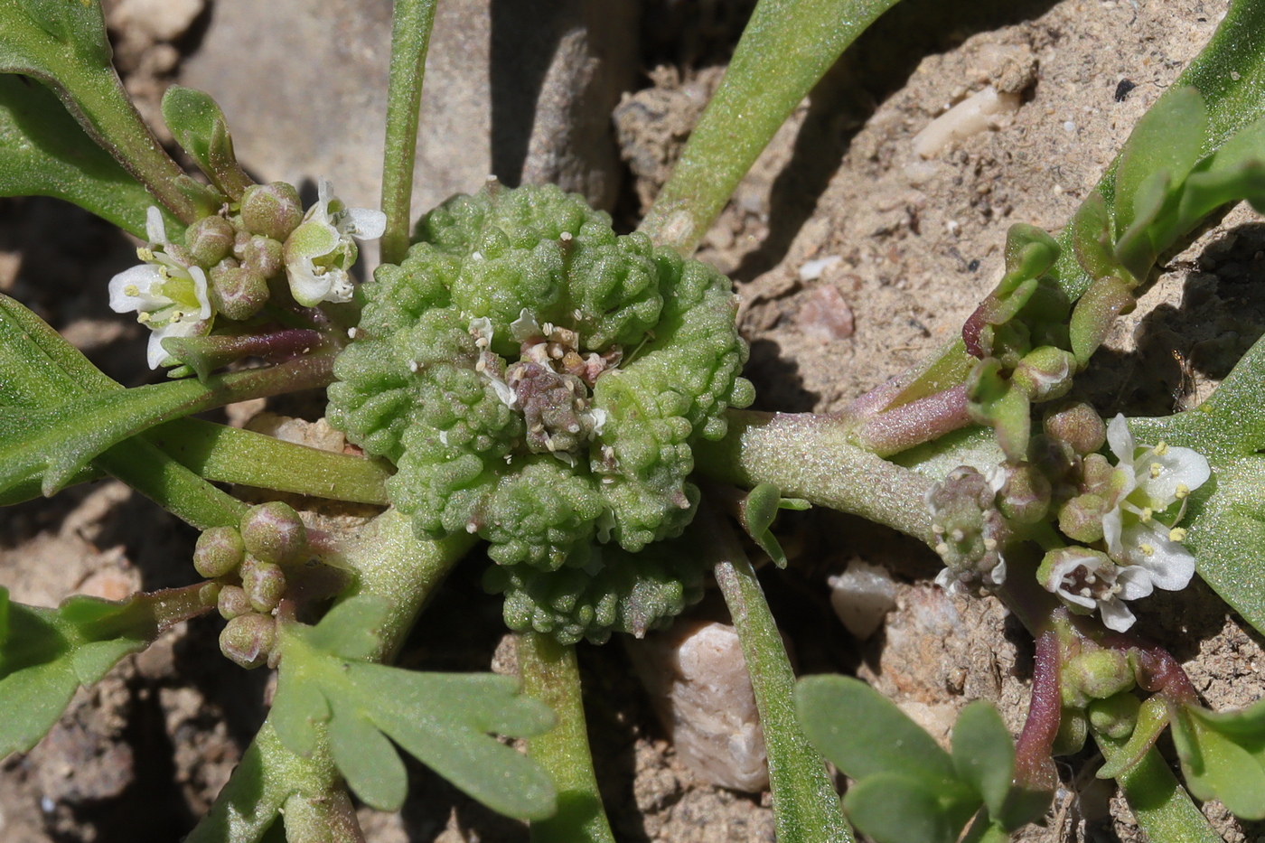 Image of Coronopus squamatus specimen.