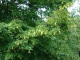 род Tilia