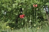 genus Papaver