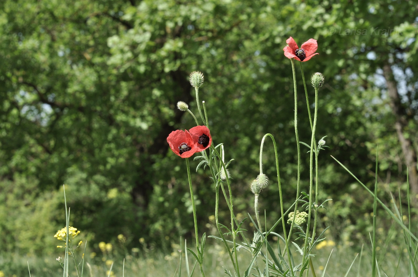 Image of Papaver hybridum specimen.