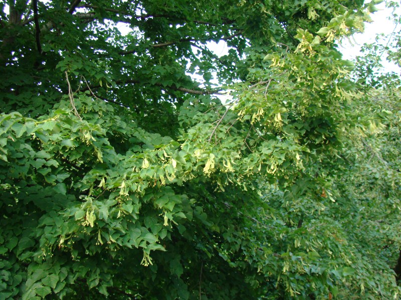 Image of genus Tilia specimen.