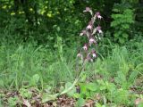 Himantoglossum comperianum. Цветущее растение. Крым, Бахчисарайский р-н, окр. с. Богатырь, опушка лиственного леса. 30 мая 2026 г.