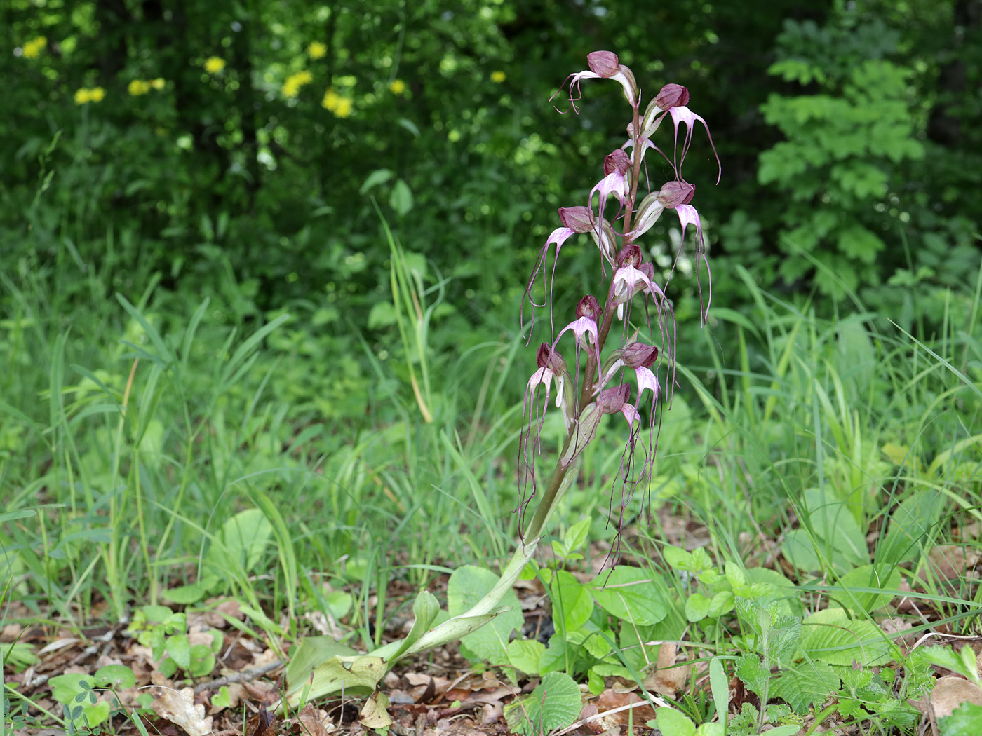 Image of Himantoglossum comperianum specimen.