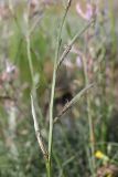 Astragalus pseudotataricus × A. varius