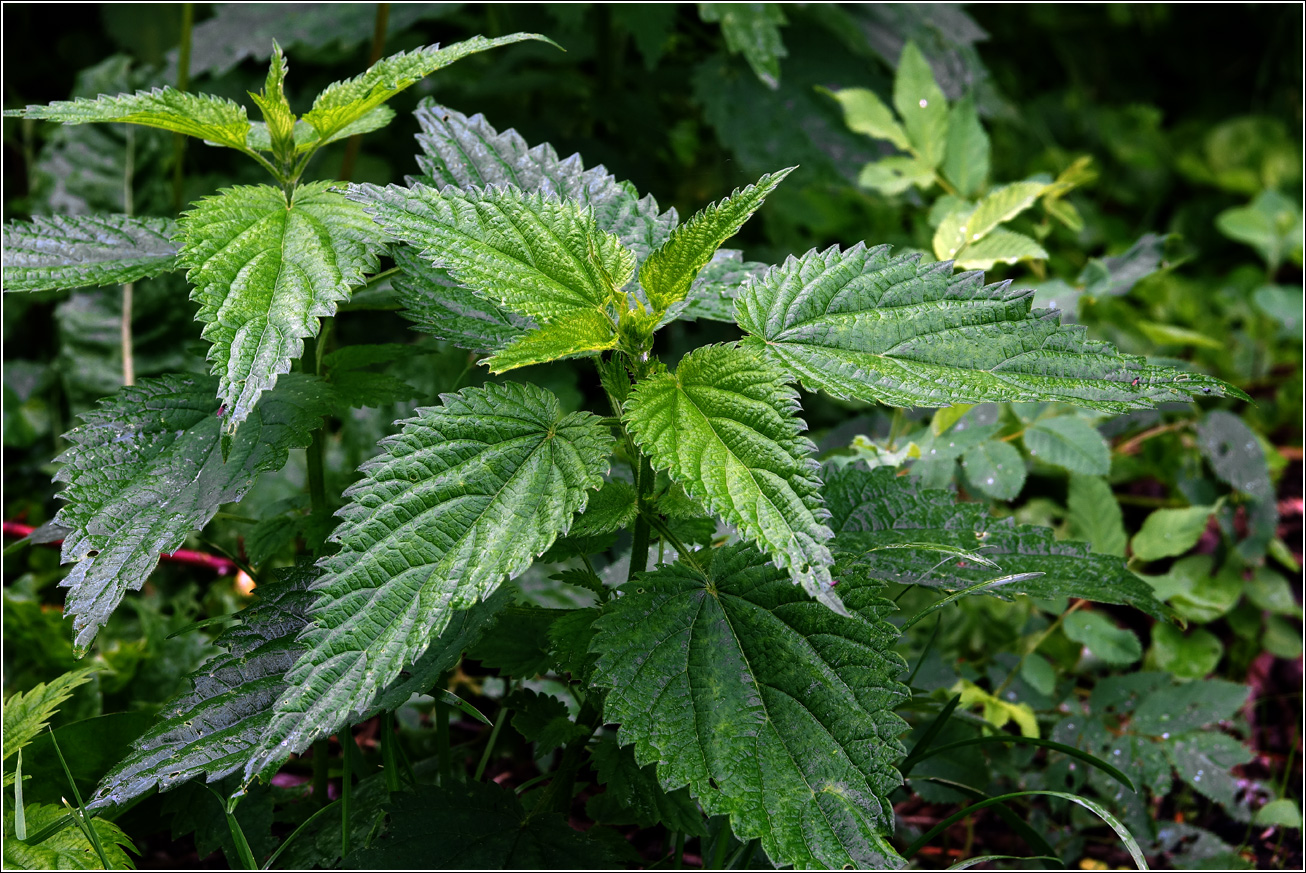 Image of Urtica dioica specimen.
