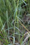genus Euphorbia. Средняя часть побега Татарстан, окр. с. Камское Устье, берег р. Волга, опушка широколиственногого леса. 05.06.2026.
