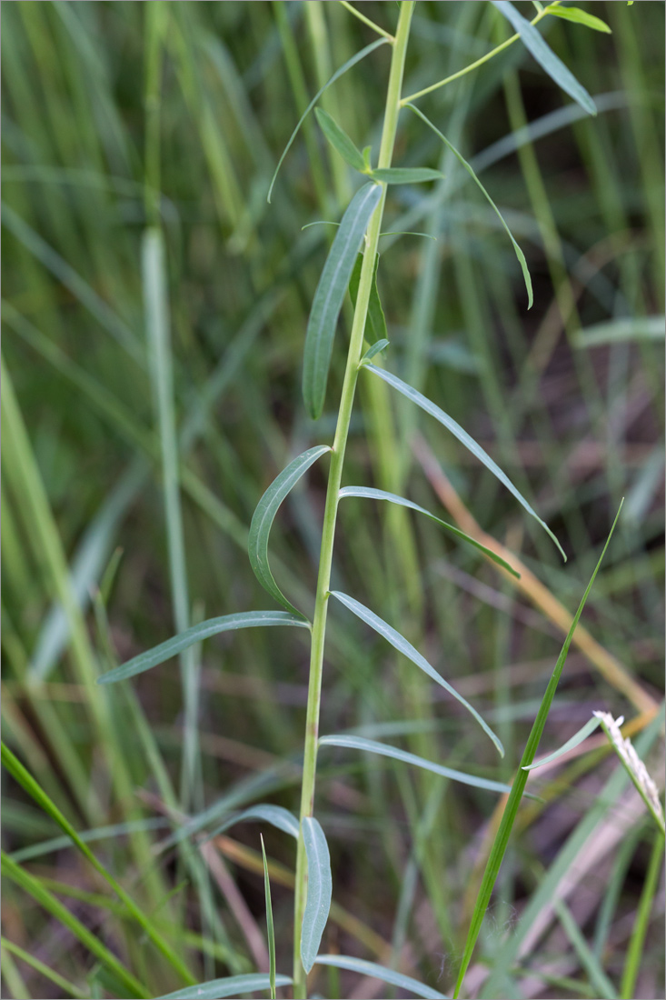 Image of genus Euphorbia specimen.