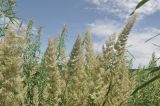 Calamagrostis extremiorientalis. Соплодия. Приморье, о. Шкота, коса, полынно-кустарниковое сообщество. 20.07.2026.